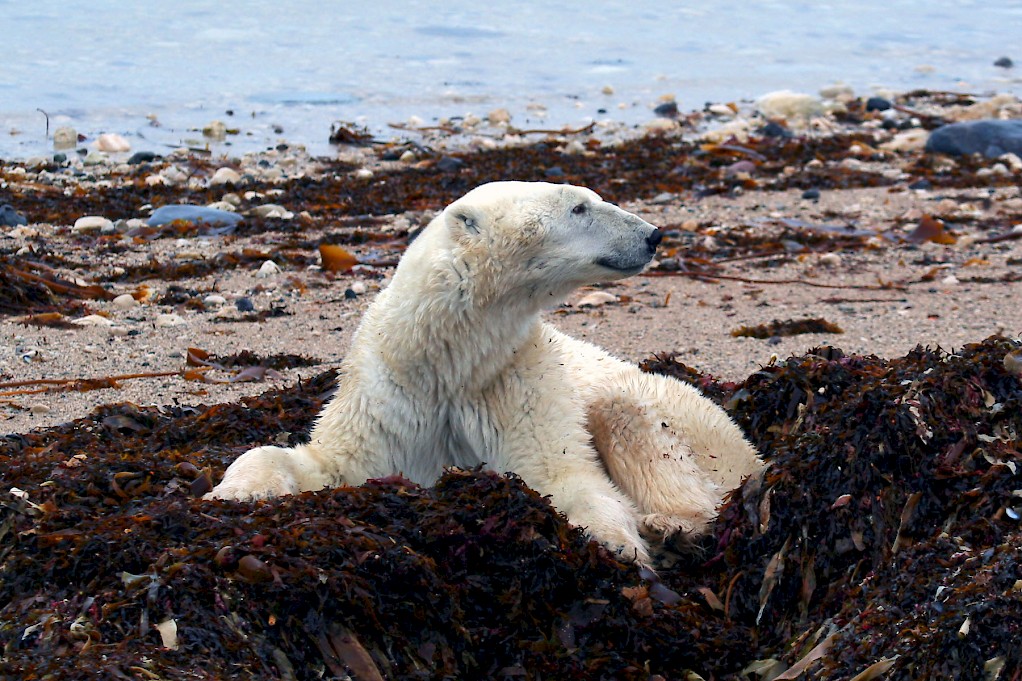 Planning Needed – Climate Change Impact on Animals
