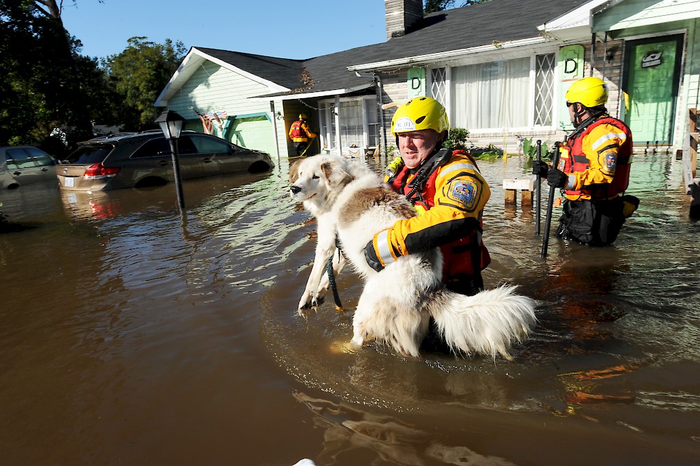 Planning for Animals in an Emergency Management Strategy