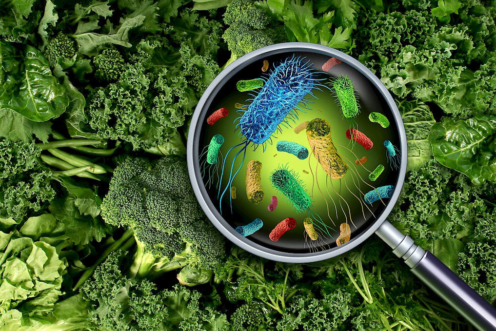 Food Safety Alert: Recurring E. Coli Outbreaks