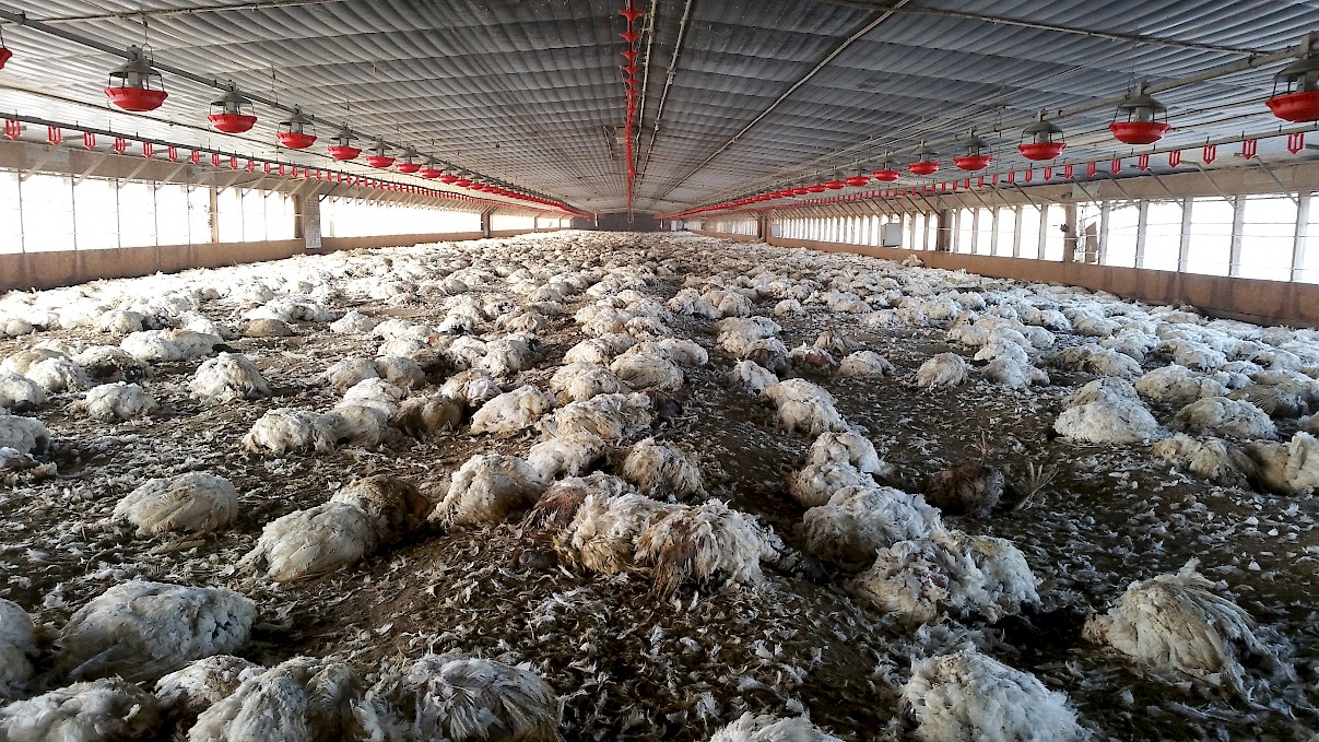 Thousands of turkeys killed by highly pathogenic avian influenza. ©2016 Gary Flory