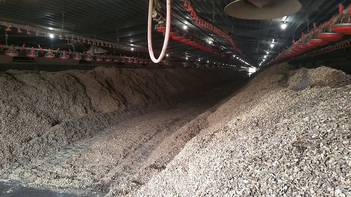 Compost windrows inside a poultry house (Source: Gary Flory, 2018).