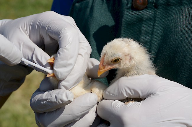 Triggered Collapse, Part 2: Viral Pandemics (article photo)