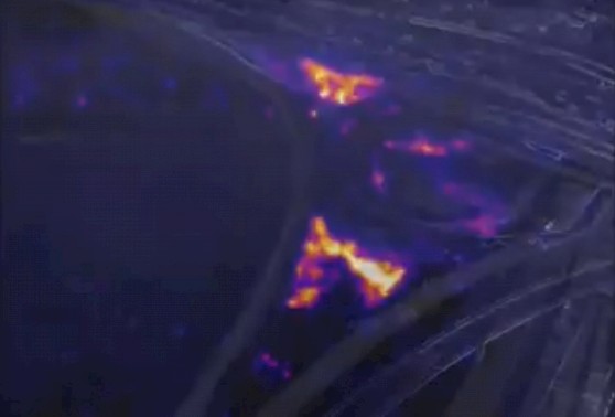 Colorado Brush Fire. Source: Courtesy Los Angeles City Fire Department (2020).