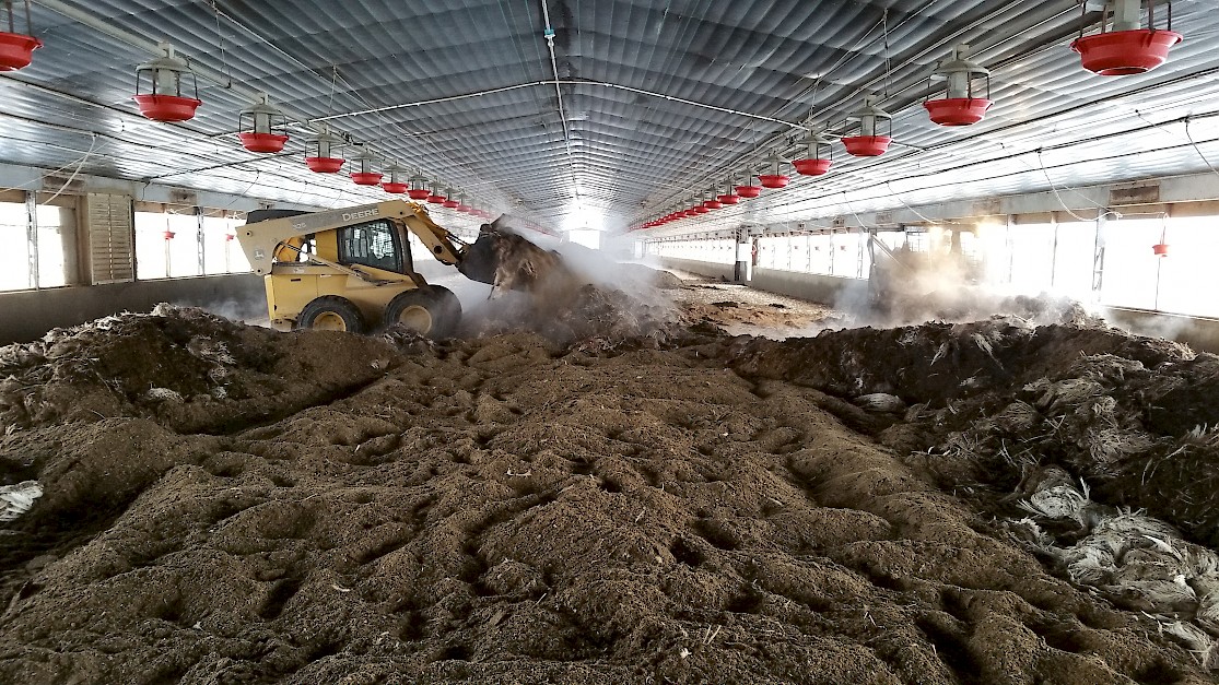 Fig. 1. Composting poultry carcasses infected with highly pathogenic avian influenza in the Midwestern United States in 2015 (Source: Gary Flory).
