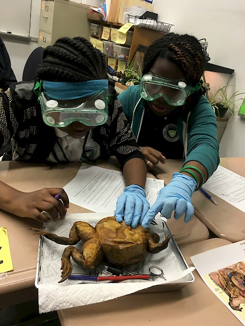 UASEM Frog Dissection