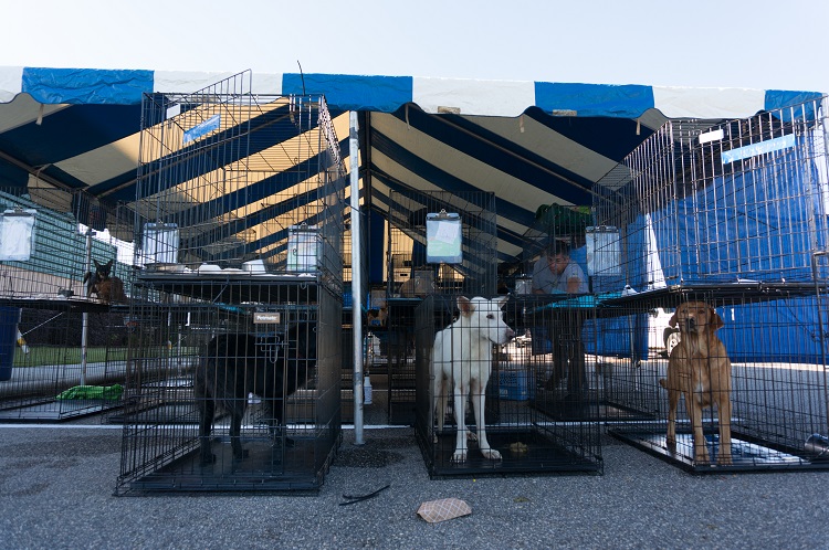 Animals in Distress: A Community Preparedness Checklisthttp://www.aspcapro.org/about-ncare-survey