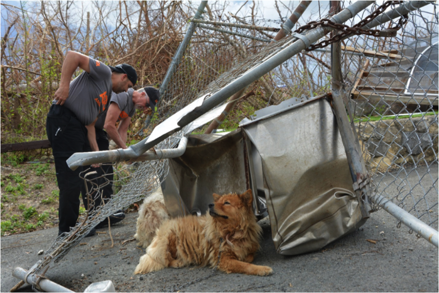 Animal Relocation After Disaster – Four Cases in 2017